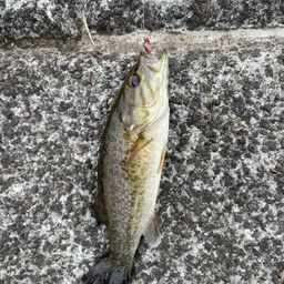 スモールマウスバス