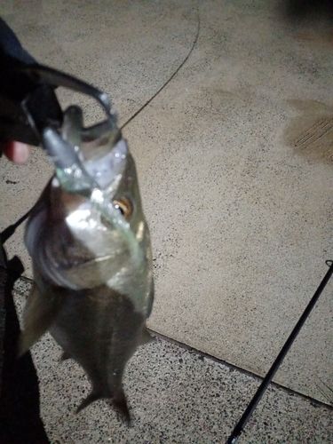 スズキの釣果