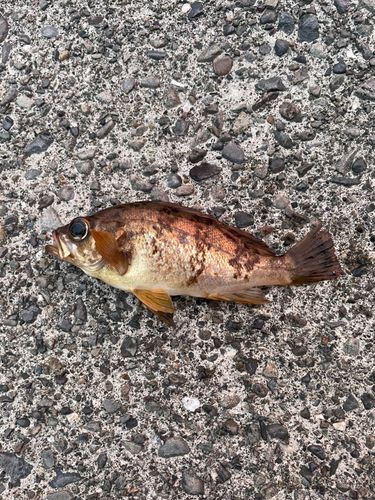 シロメバルの釣果