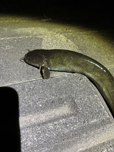 マナマズの釣果