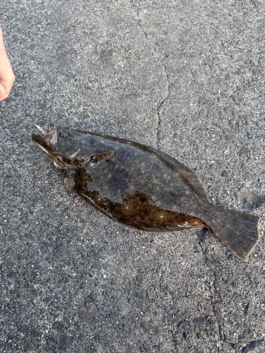 ヒラメの釣果