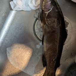 トラウトサーモン