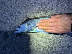 タチウオの釣果