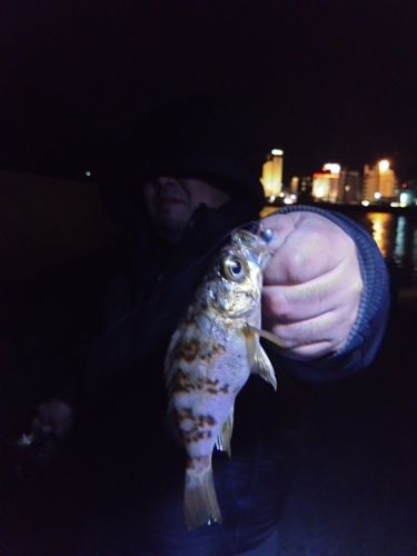 メバルの釣果