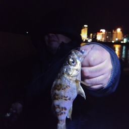 メバル