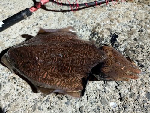 モンゴウイカの釣果