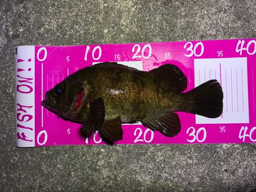 メバルの釣果