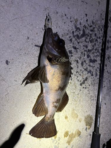 メバルの釣果