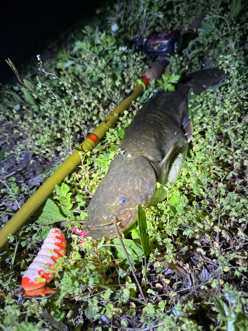 ナマズ