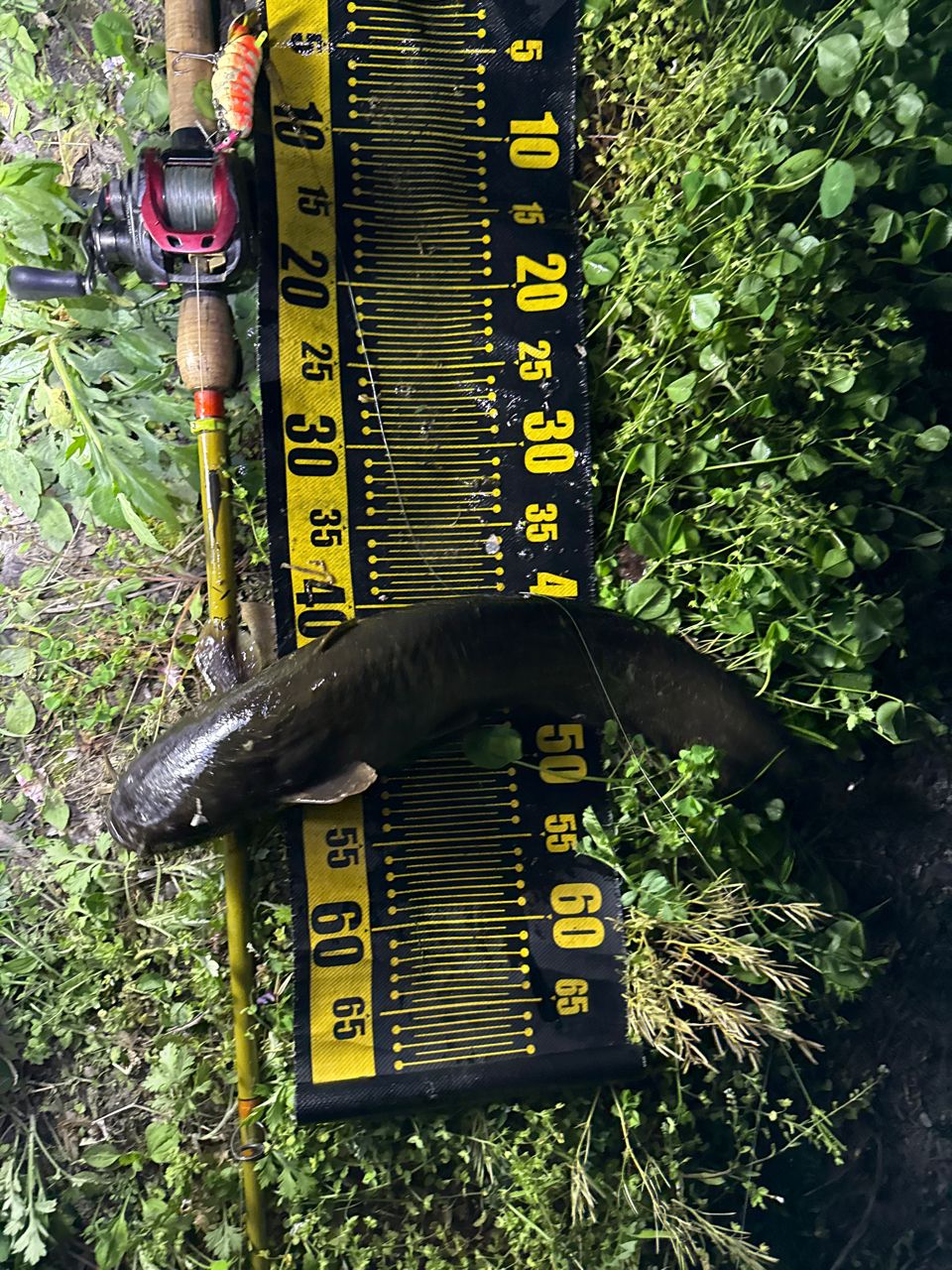 ナマズ