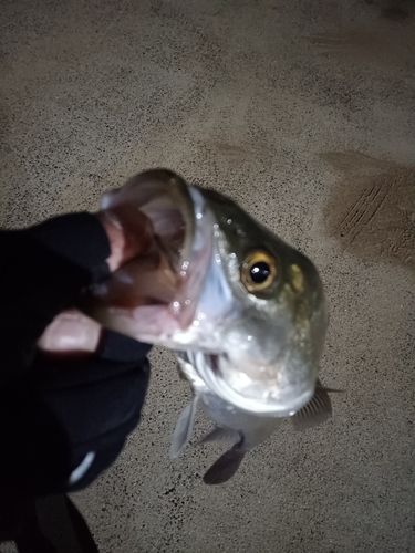 スズキの釣果