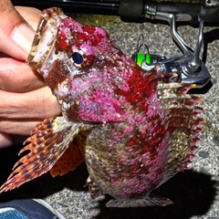 ヨロイメバルの釣果