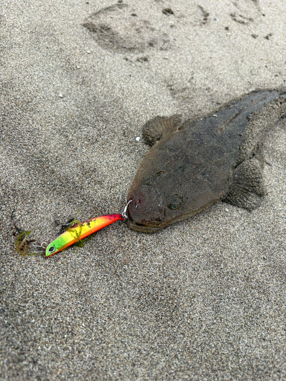 マゴチ