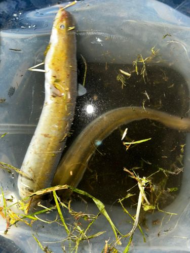 ニホンウナギの釣果