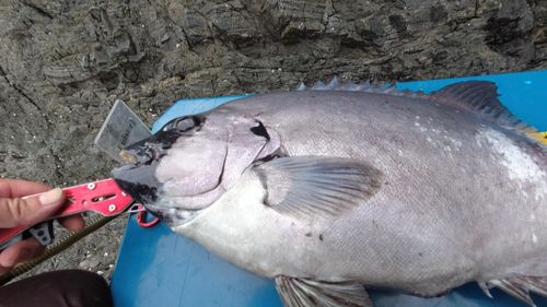イシダイの釣果