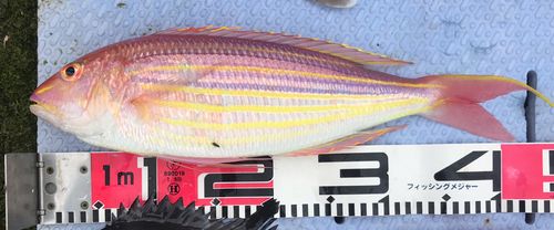 イトヨリダイの釣果