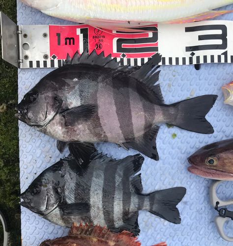サンバソウの釣果