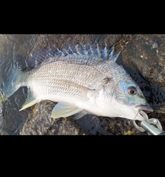 キビレの釣果