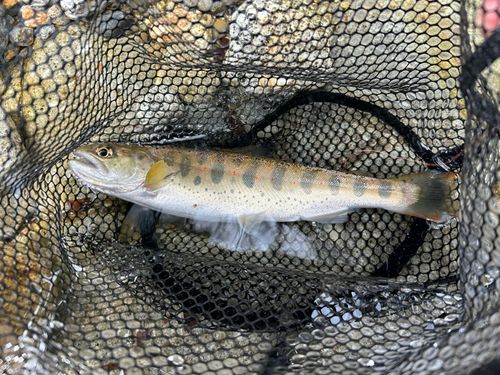 アマゴの釣果