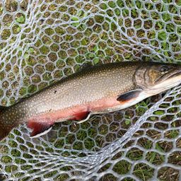 トラウト