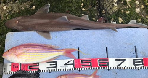 アオザメの釣果