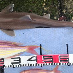アオザメ