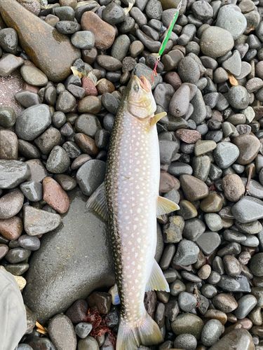 アメマスの釣果