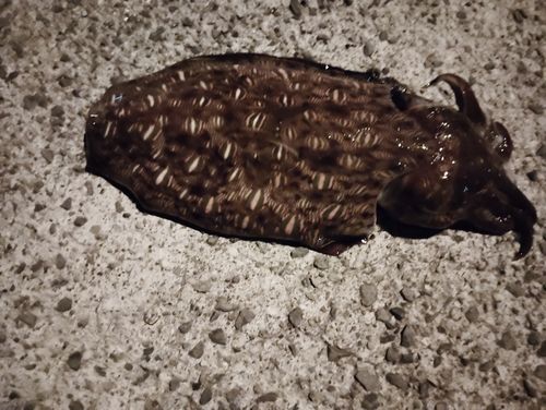 モンゴイカの釣果