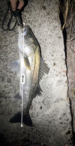 シーバスの釣果