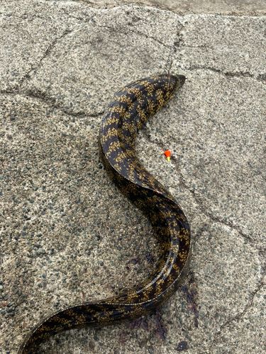 ウツボの釣果