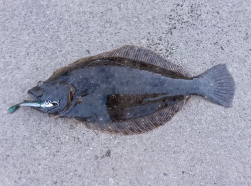 ヒラメの釣果