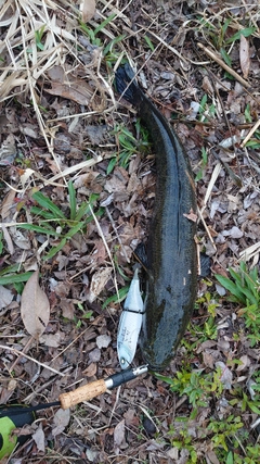 ライギョの釣果