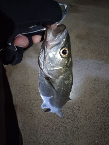 スズキの釣果
