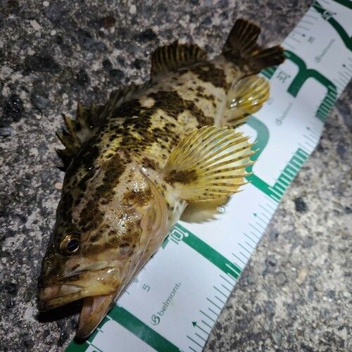 タケノコメバルの釣果