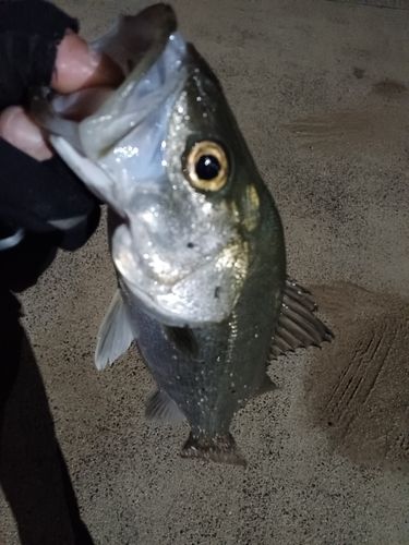 スズキの釣果