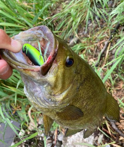 スモールマウスバスの釣果