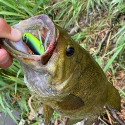 スモールマウスバス