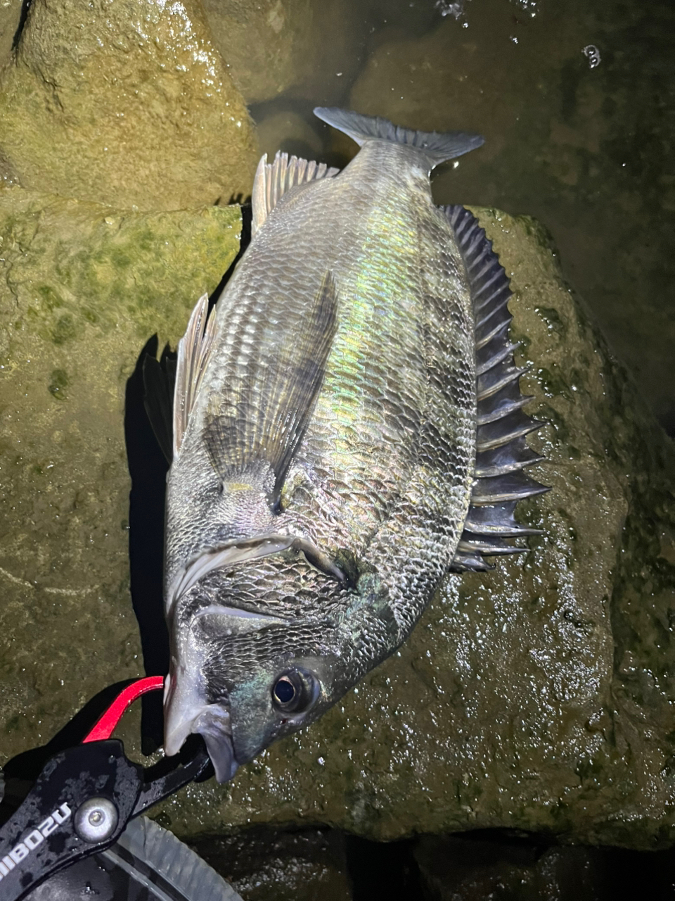 DAIWA 24セルテート LT4000-CXHの最安値・インプレ・釣果 | 本音