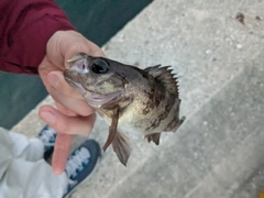 シロメバルの釣果
