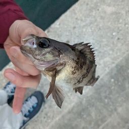 シロメバル
