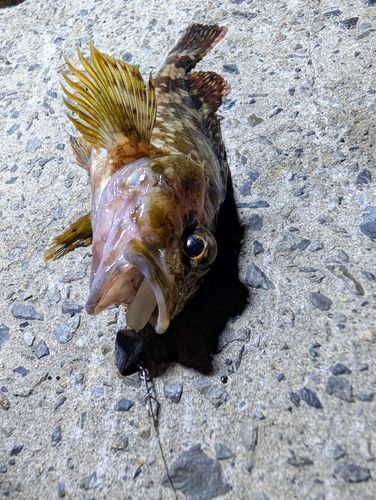 カサゴの釣果