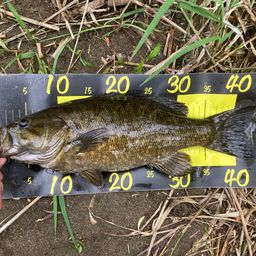 スモールマウスバス