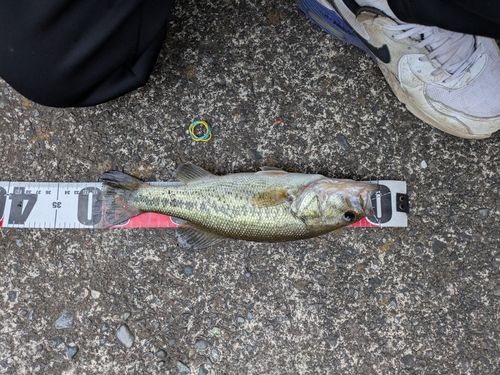 ラージマウスバスの釣果