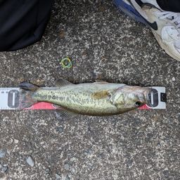 ラージマウスバス