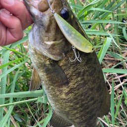 スモールマウスバス