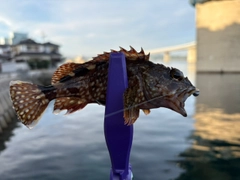 ガシラの釣果