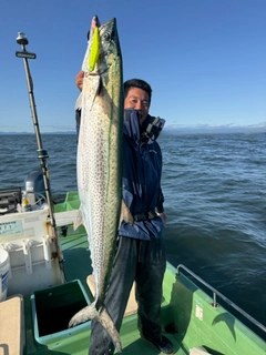 サワラの釣果