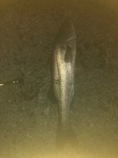 スズキの釣果