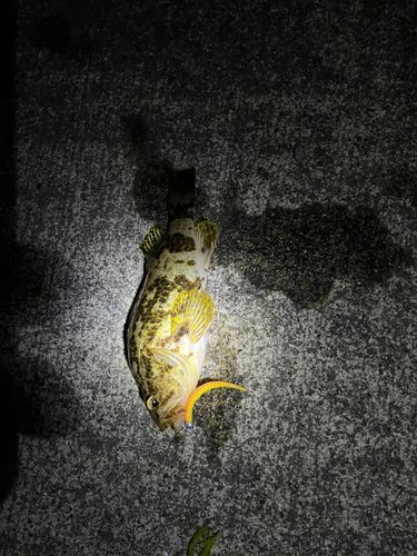 タケノコメバルの釣果