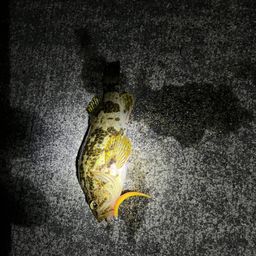 タケノコメバル